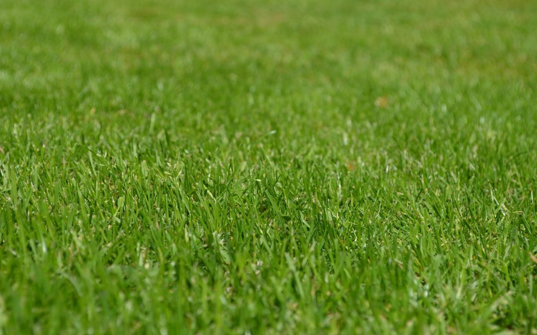 Can Police Search Your Yard or Curtilage Without a Warrant?
