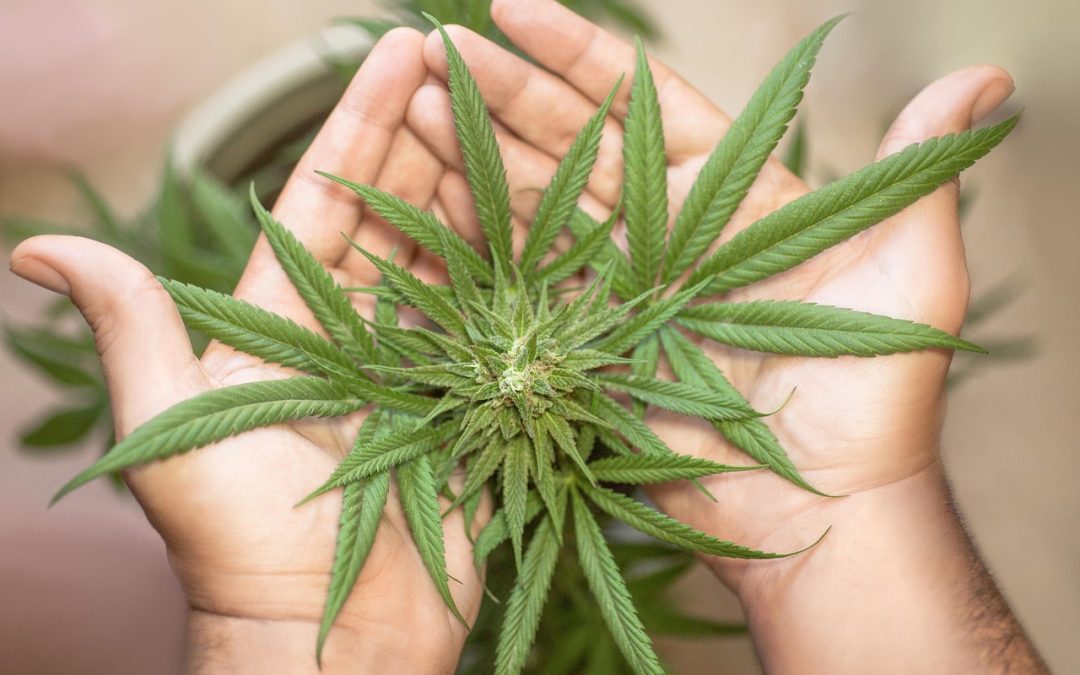 Traveling with Legal Marijuana: State vs. Federal Laws